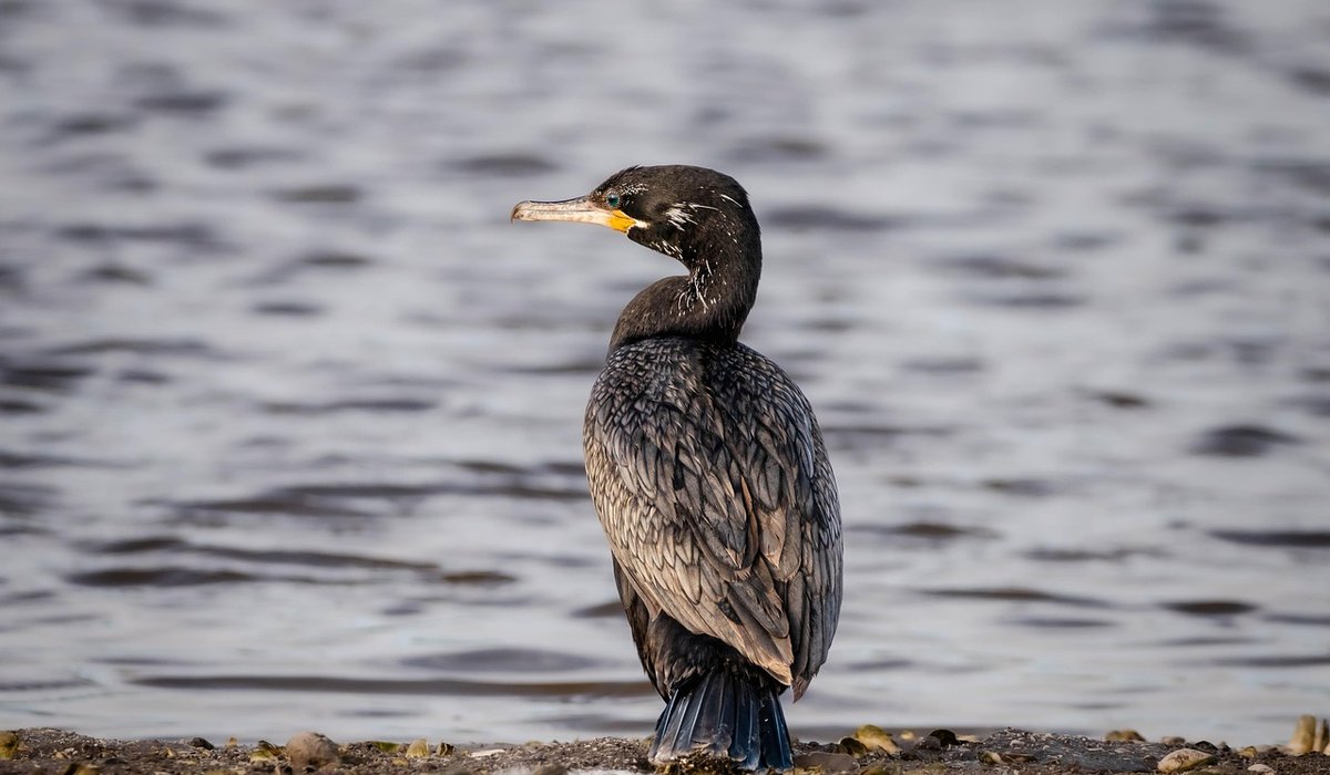 Accessible Waterside Walks for All Abilities